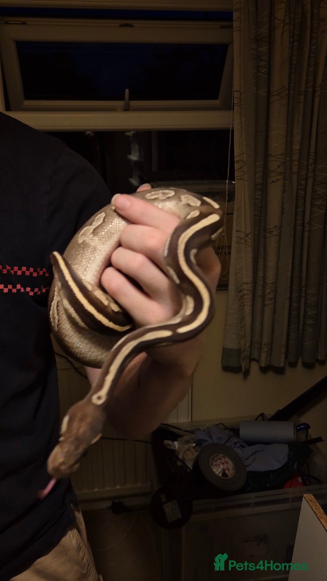 Python Snake reptiles for sale: Cb23 Black Head Mojave Ball python  - Image 1