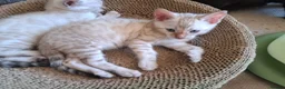 Bengal cats for sale: Mink x snow lynx bengal  - Advert 3