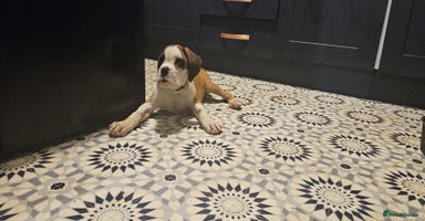 Boxer dogs - Advert 16
