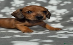 Miniature Dachshund dogs for sale: Miniature dachshund  - Image 1