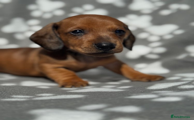 Miniature Dachshund dogs - Advert 1