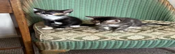 Mixed Breed cats for sale: Five beautiful kittens  in Witney - Advert 18