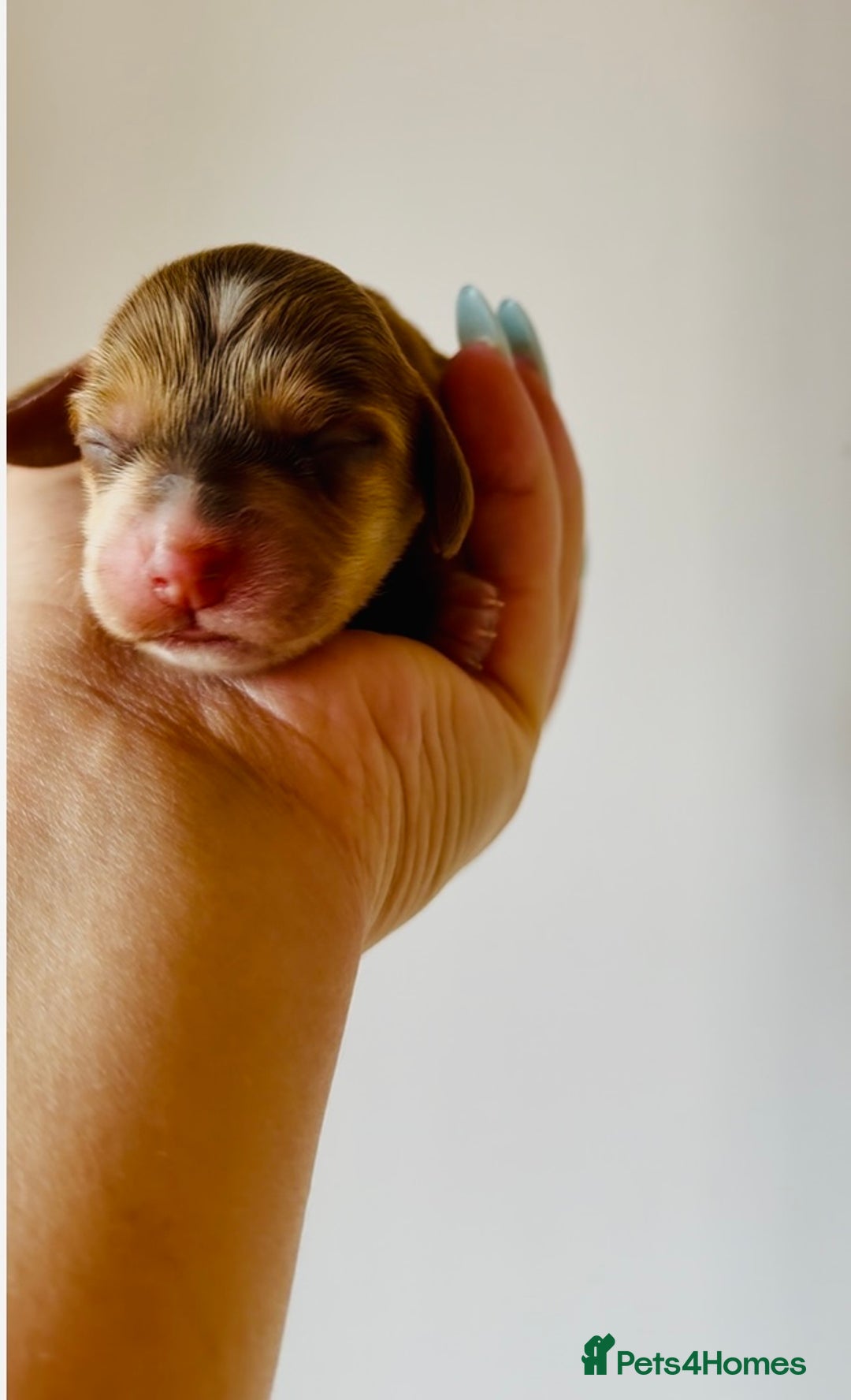 Cocker Spaniel dogs for sale: 🐶💕Newborn baby cockers💕🐶 - Image 1
