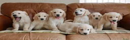 Golden Retriever dogs for sale: Quality Health Tested KC Golden Retrievers - Advert 3