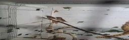 Finches birds for sale: X2 chesnut brested mannikin  - Advert 2