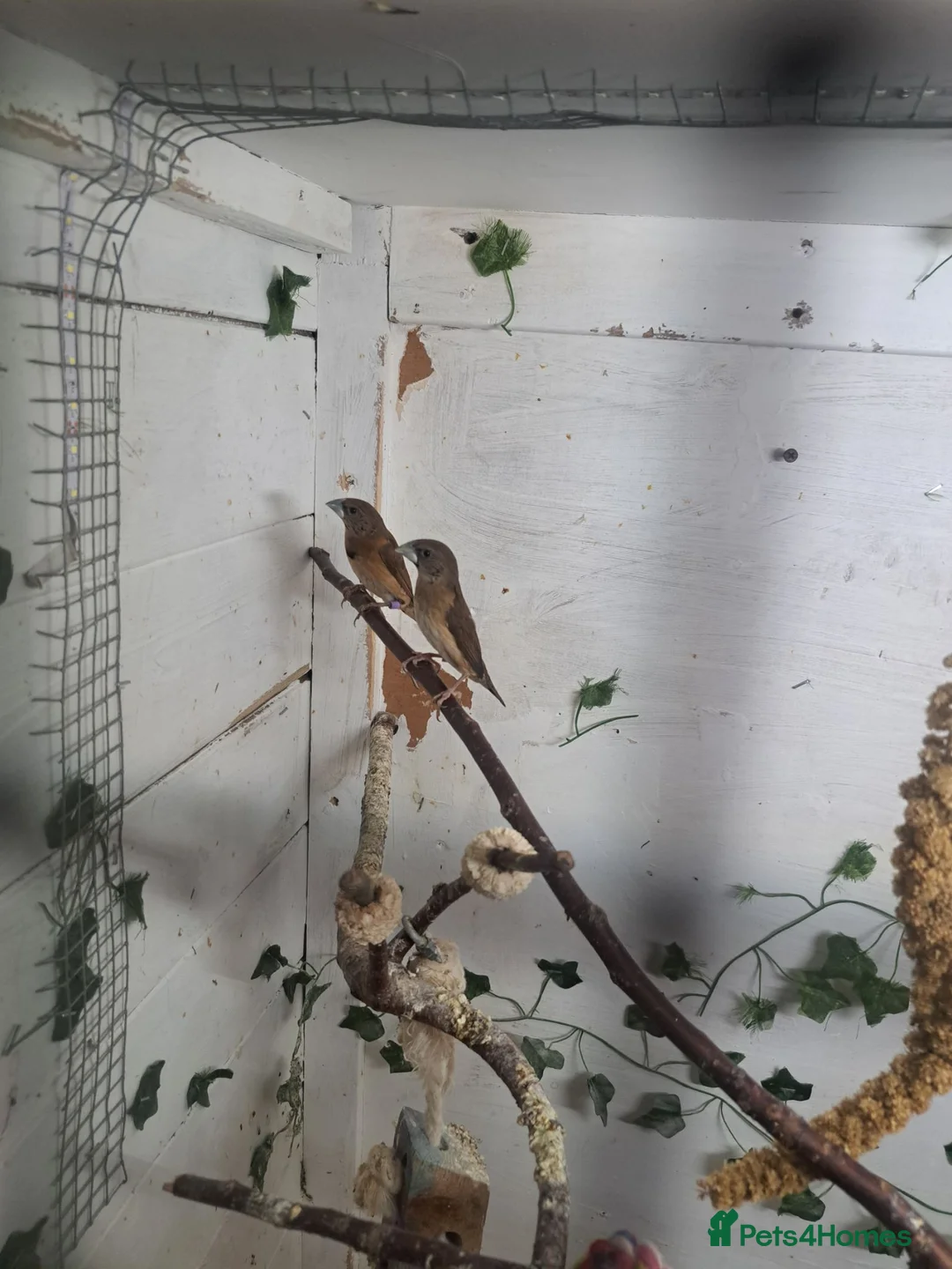 Finches birds for sale: X2 chesnut brested mannikin  - Advert 2