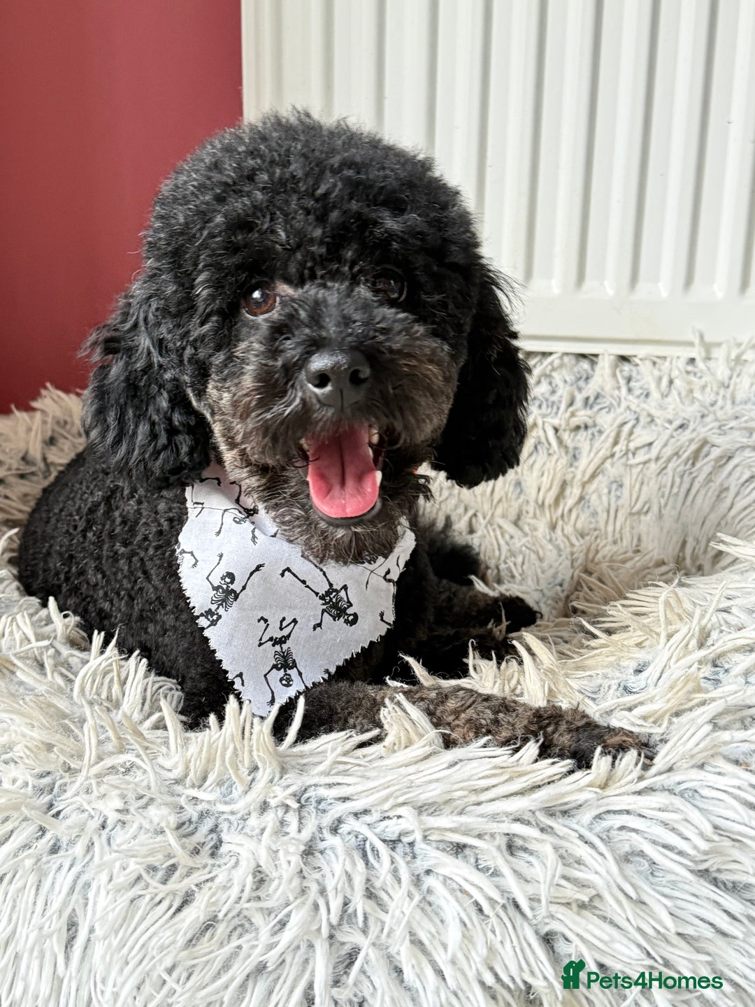 Miniature Poodle dogs for stud: KC phantom miniature poodle stud health tested in Thetford - Image 3
