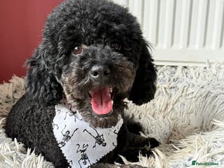 Miniature Poodle dogs KC phantom miniature poodle stud health tested in Thetford - Advert 2