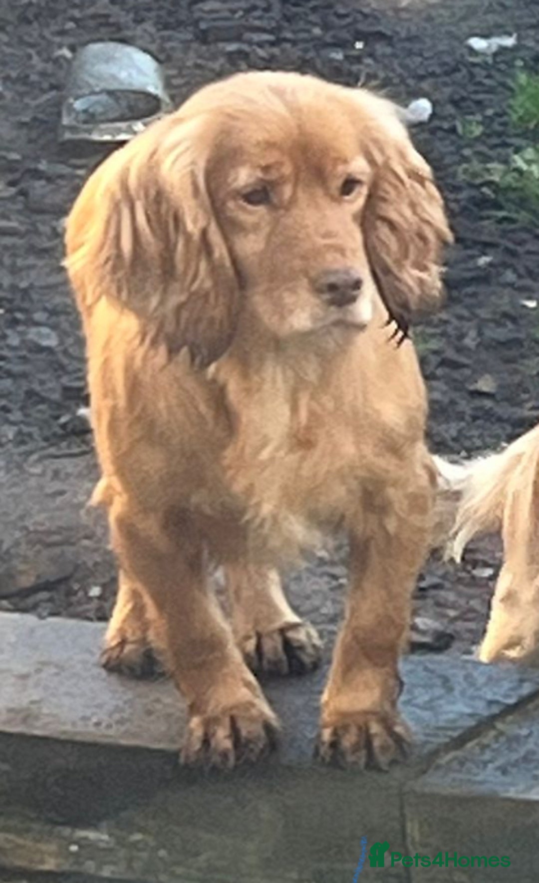 Cocker Spaniel dogs for sale: Stunning Show X Working cocker spaniels  - Advert 2