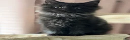 Maine Coon cats for sale: Tica registered black smoked male Maine coon - Advert 30