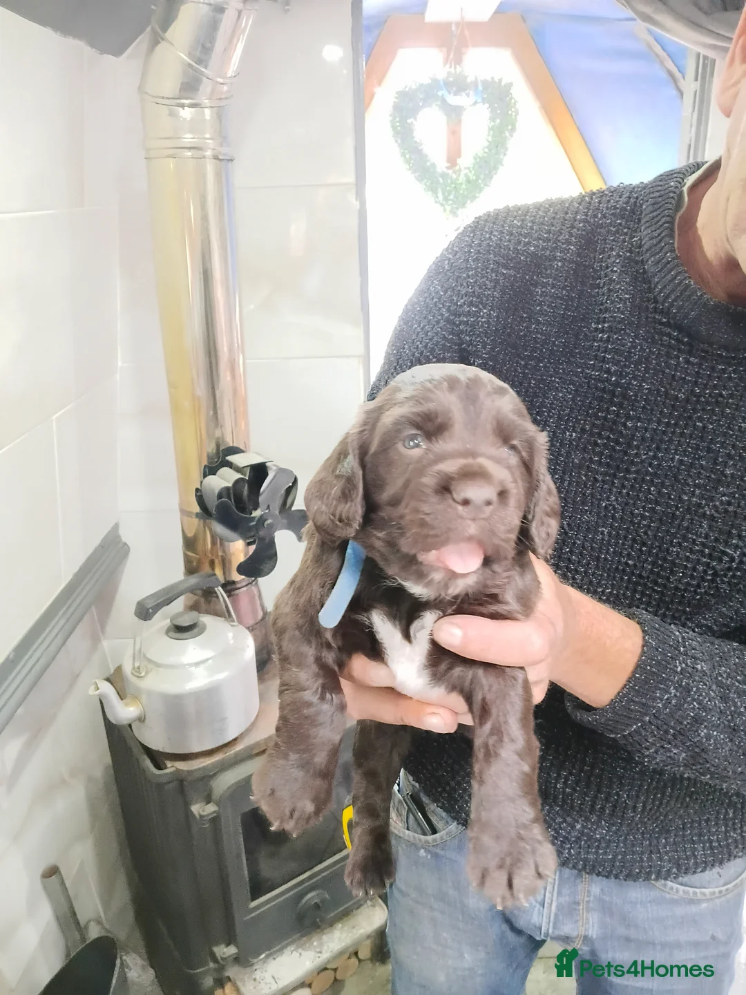 Sprocker dogs for sale: Sproker spaniel pups  - Advert 2