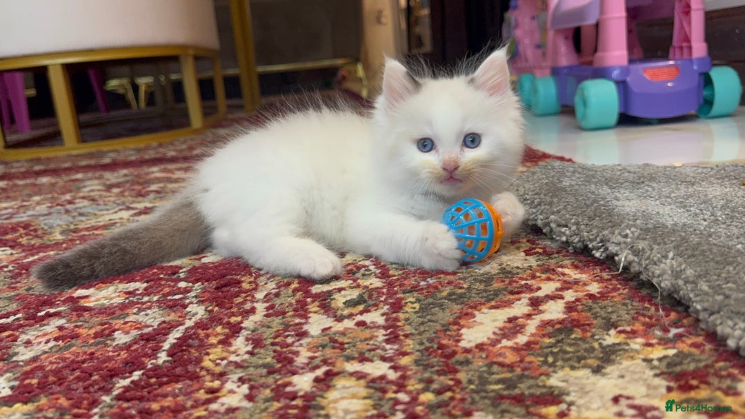 Ragdoll cats for sale: Pure fluffy Ragdoll kittens looking for5 star home - Image 5