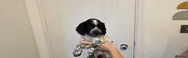Cocker Spaniel 3