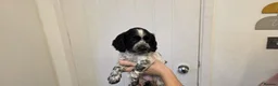 Cocker Spaniel dogs for sale: COCKER SPANIEL PUPPIES FOR SALE  in Crawley - Advert 4