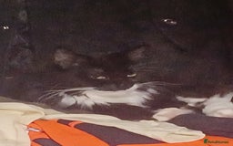 Persian cats for sale: Cat for rehoming - Image 1