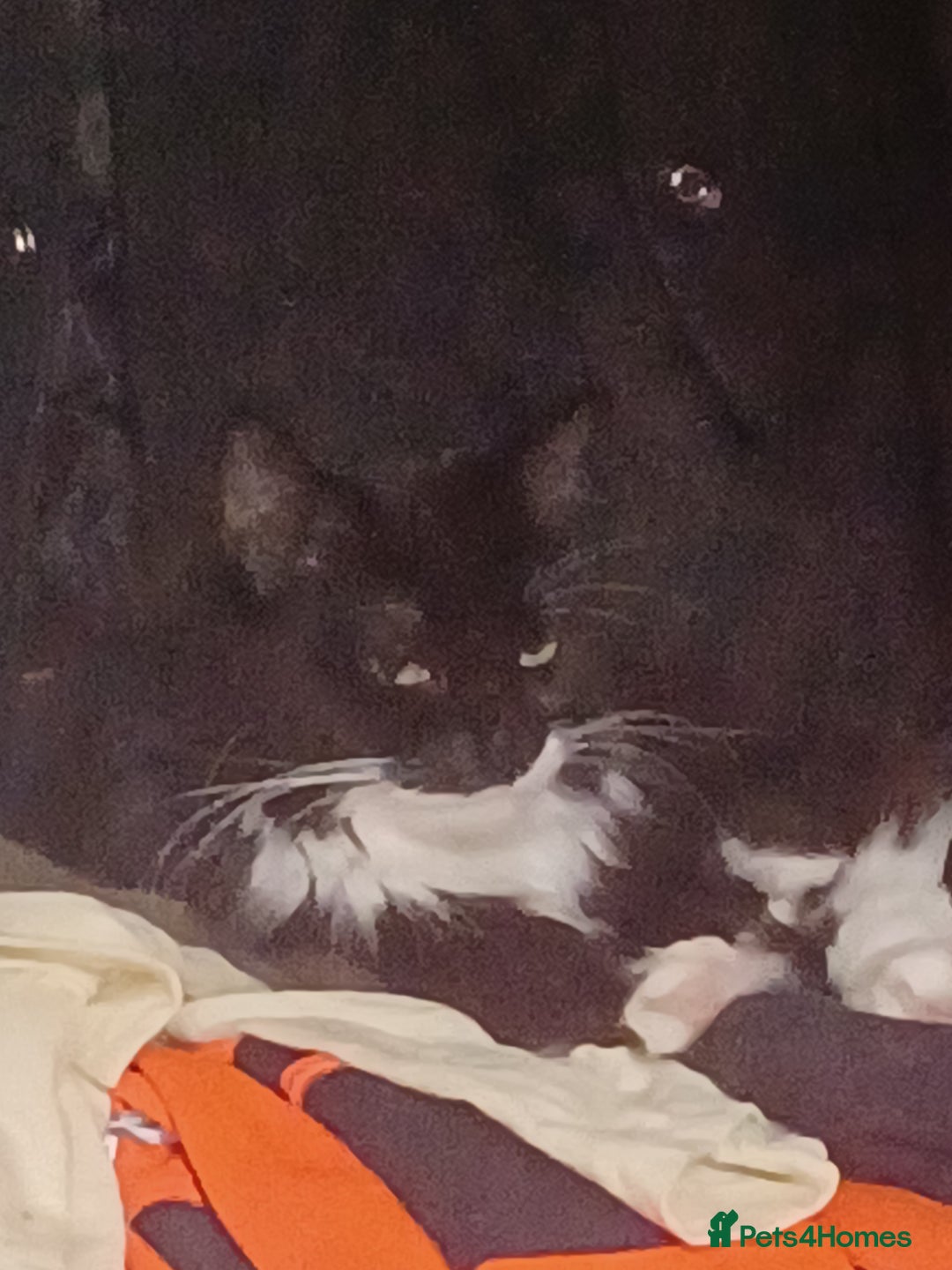 Persian cats for sale: Cat for rehoming - Image 1