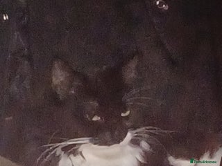 Persian cats - Advert 21