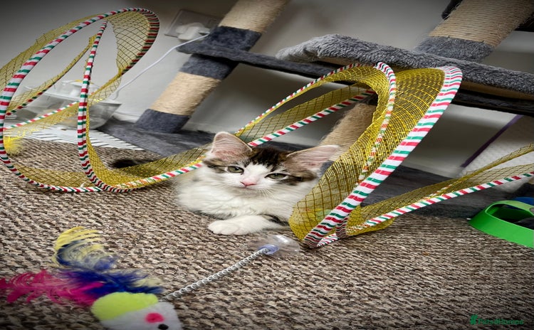 Domestic Shorthair cats - Advert 1
