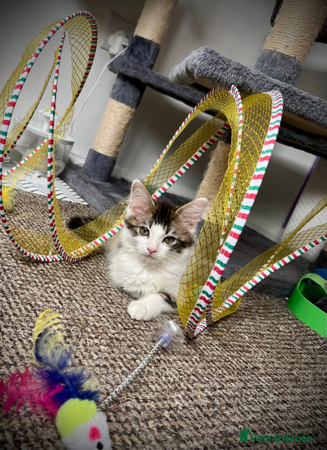 Domestic Shorthair cats for sale: Kittens - Image 1