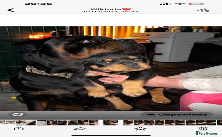 Rottweiler dogs - Advert 3