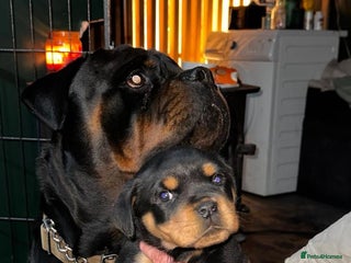 Rottweiler dogs - Advert 3