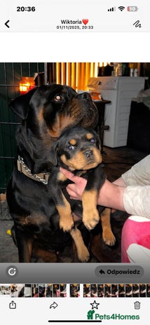 Rottweiler dogs - Advert 6