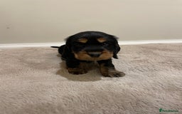 Cocker Spaniel dogs for sale: 6 gorgeous cocker spaniel puppies  - Image 18
