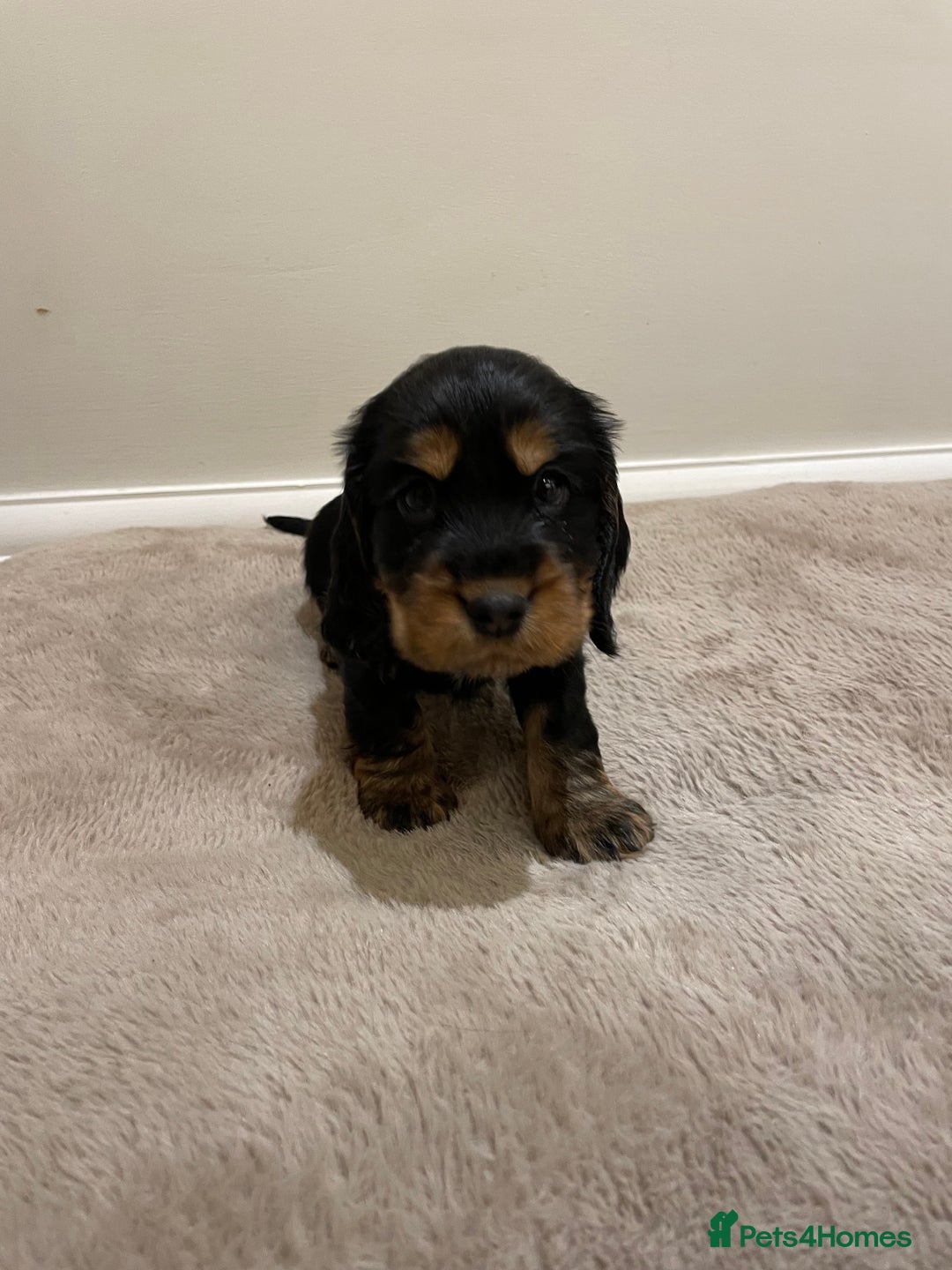 Cocker Spaniel dogs for sale: 6 gorgeous cocker spaniel puppies  - Image 18