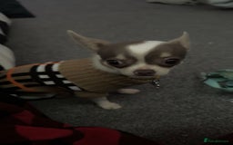 Chihuahua dogs for sale: Tiny Chihuahua Male - Image 8