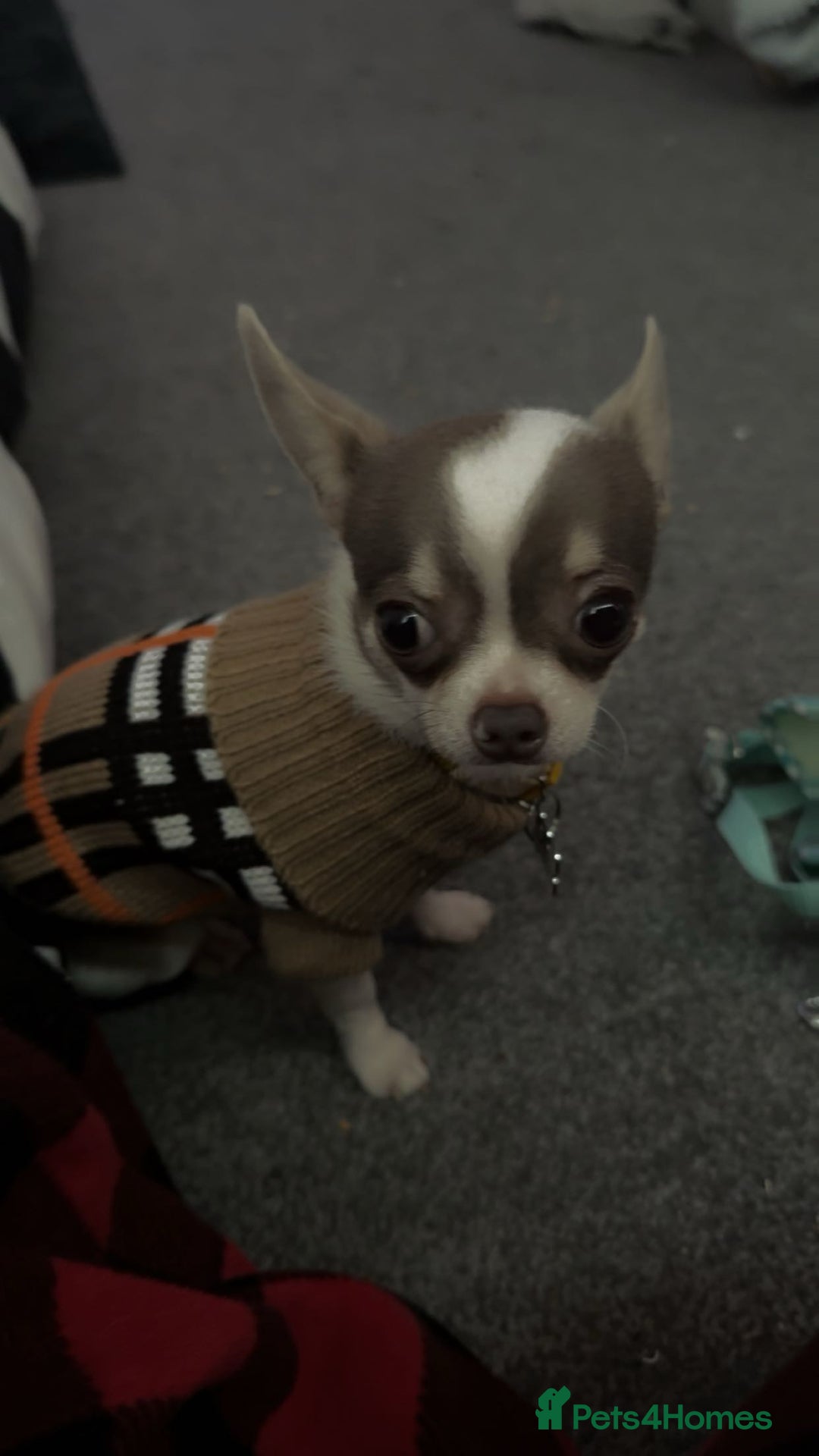 Chihuahua dogs for sale: Tiny Chihuahua Male - Image 8
