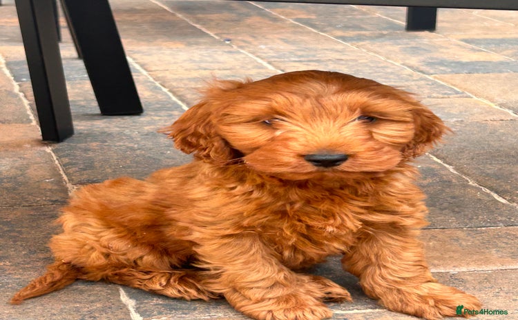 Cockapoo dogs - Advert 4