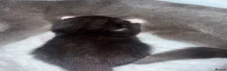 Russian Blue cats for sale: Russian blue x Tabby cats  in Manchester - Advert 3