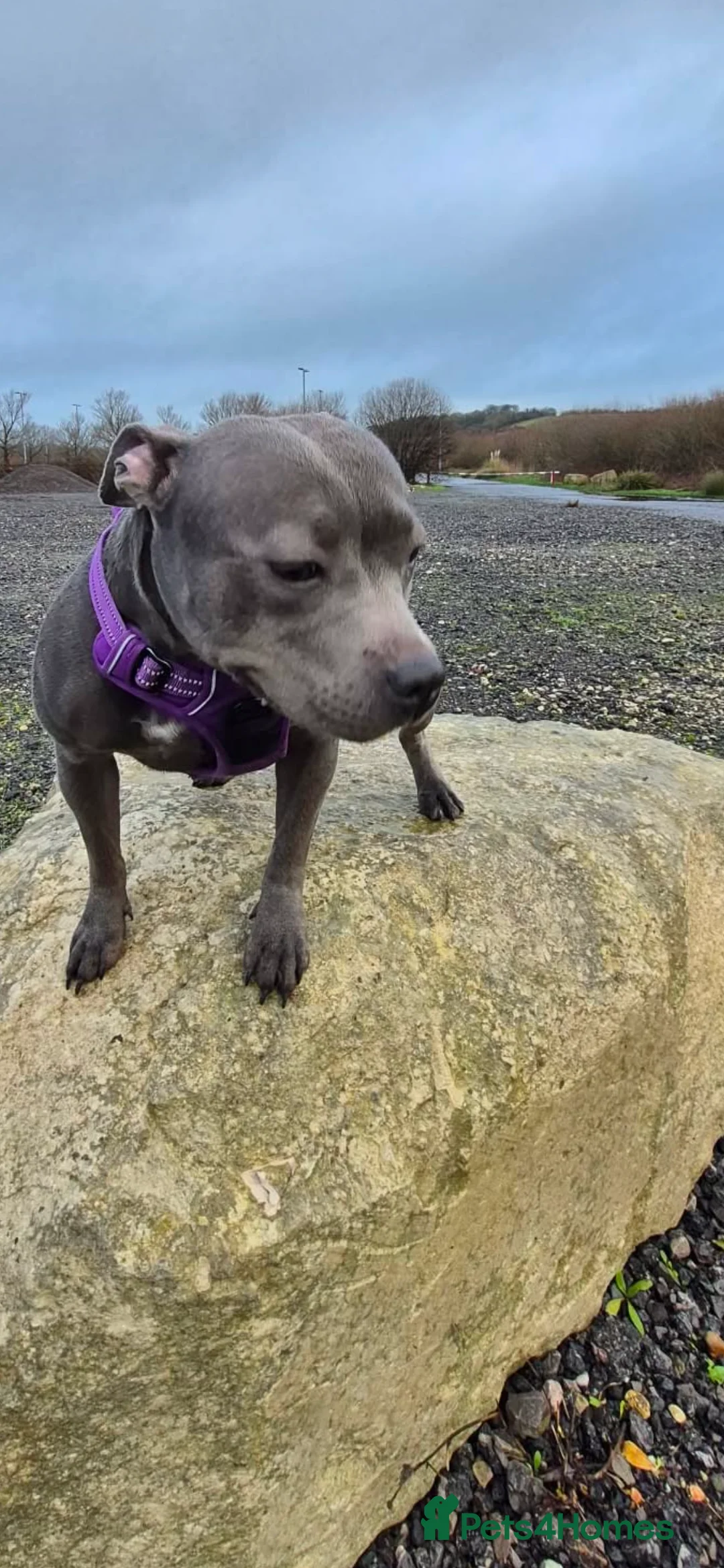 Staffordshire Bull Terrier dogs for sale: Female blue staffotfshire bull terrior - Advert 4