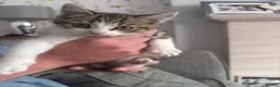 Mixed Breed cats for sale: 💕Simply Stunning Babies ready to leave💕 - Advert 4