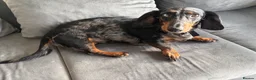 Dachshund dogs for sale:  3YearOld Well Behaved Boy Needs Loving Home in Stevenage - Advert 3