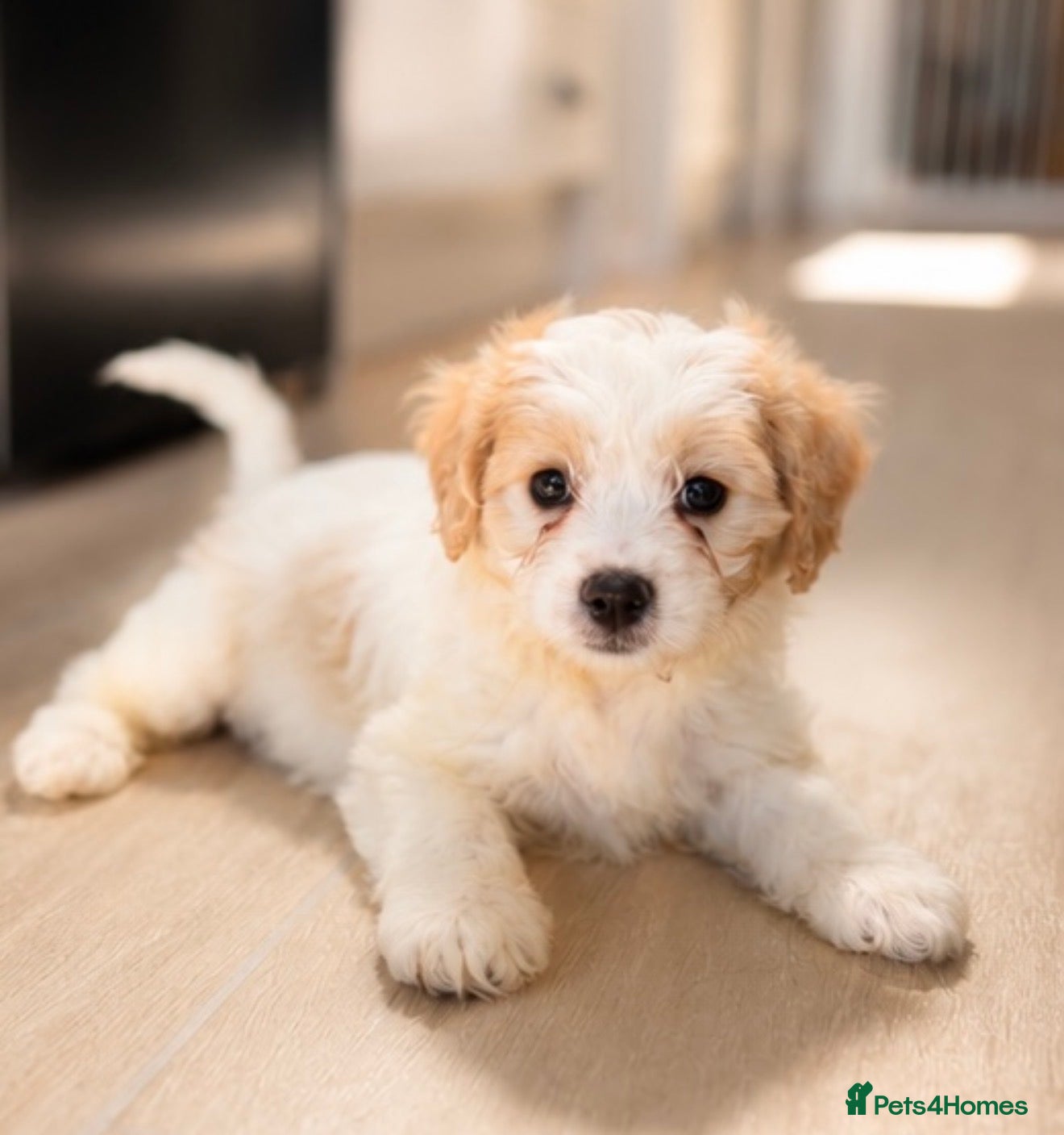 Cavachon dogs 💕 READY NOW GIRLS ONLY  💕 - Advert 3