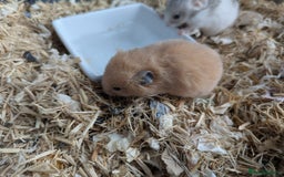Hamster rodents for sale: Mixed Syrian hamsters - Image 2