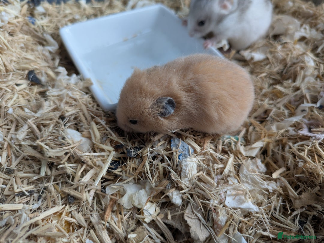 Hamster rodents for sale: Mixed Syrian hamsters - Image 2