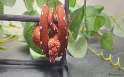 Python Snake reptiles for sale: Green tree Python in Mold - Image 4