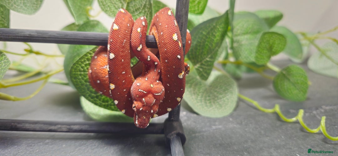 Python Snake reptiles for sale: Green tree Python in Mold - Image 4