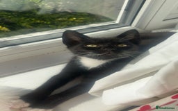 Mixed Breed cats for sale: Isha and Freya - Image 10
