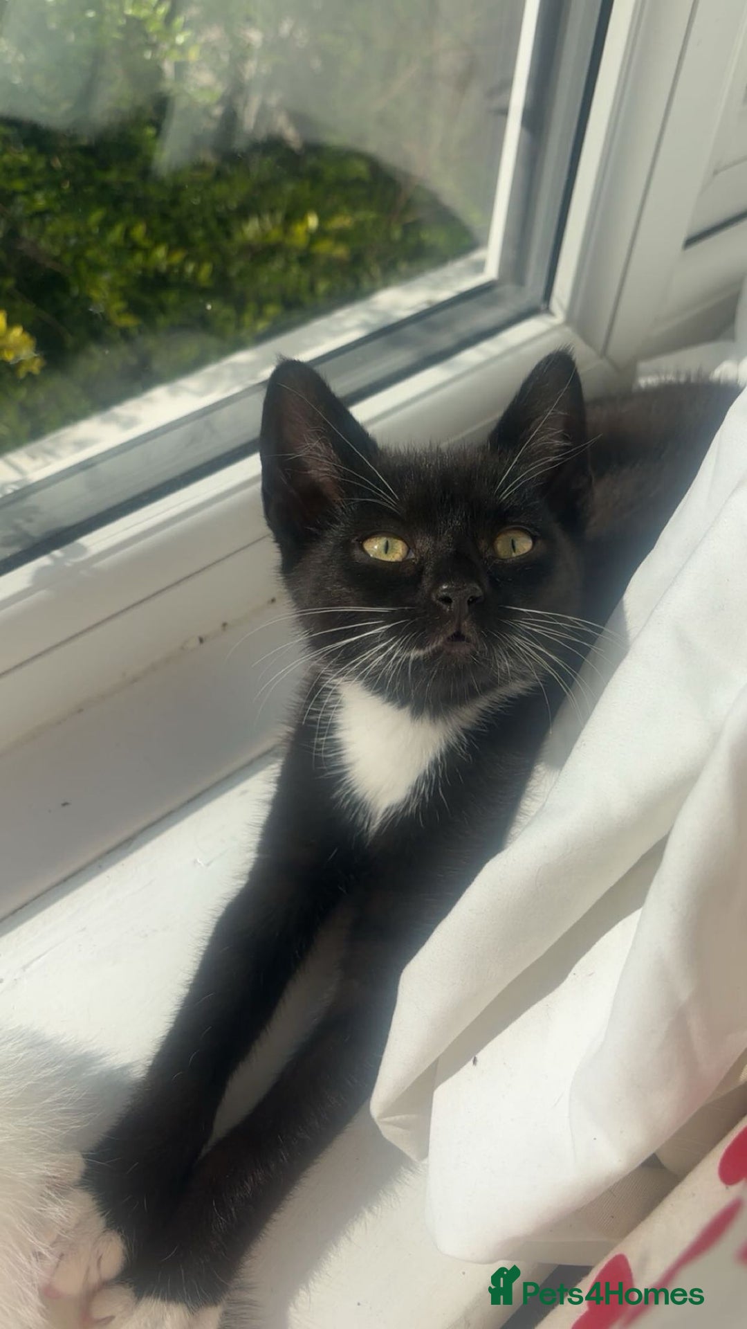 Mixed Breed cats for sale: Isha and Freya - Image 10