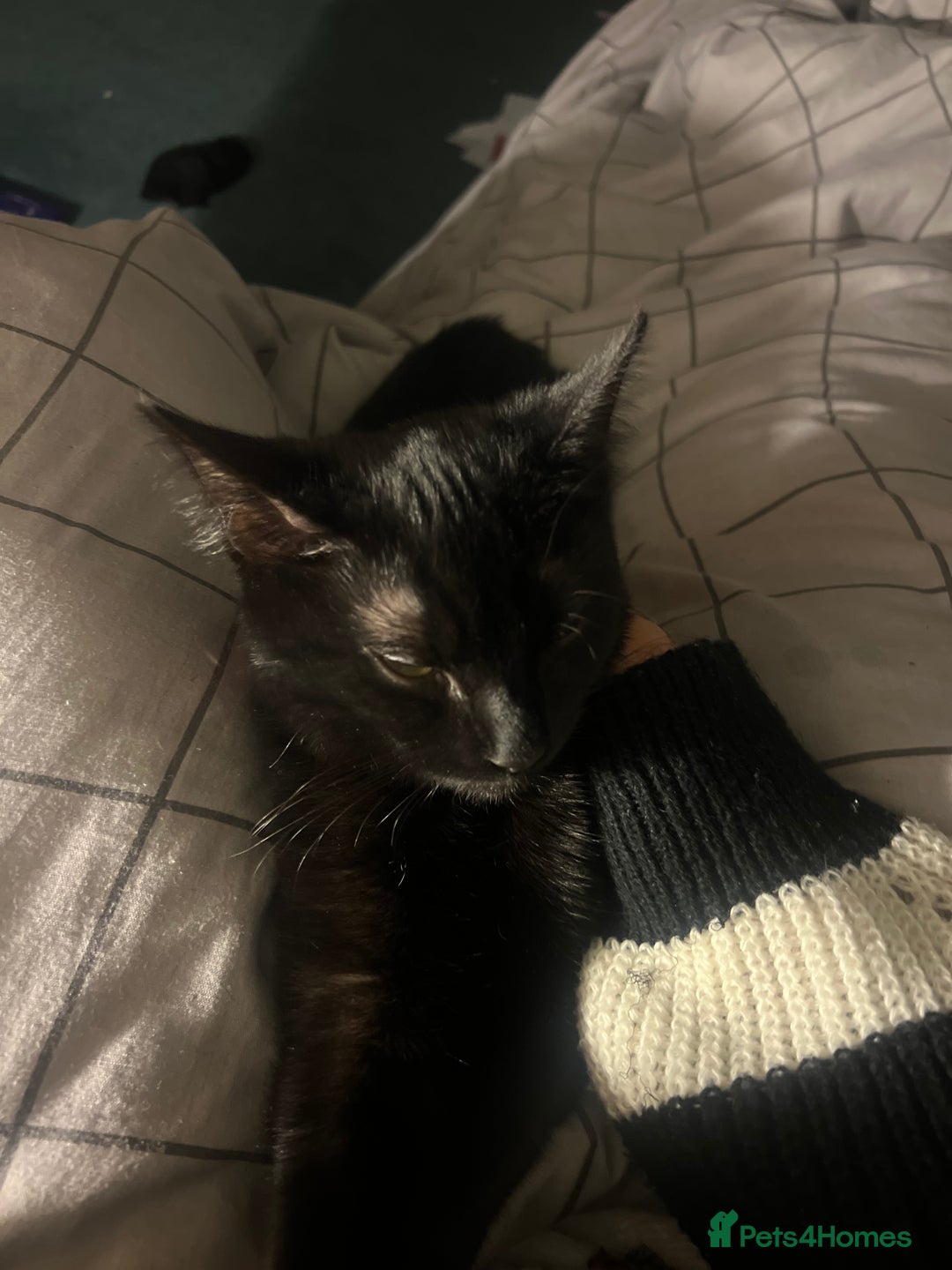 Bombay cats for sale: Cute black bombay cat- ready to leave asap - Advert 1