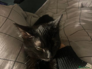 Bombay cats Cute black bombay cat- ready to leave asap - Advert 1