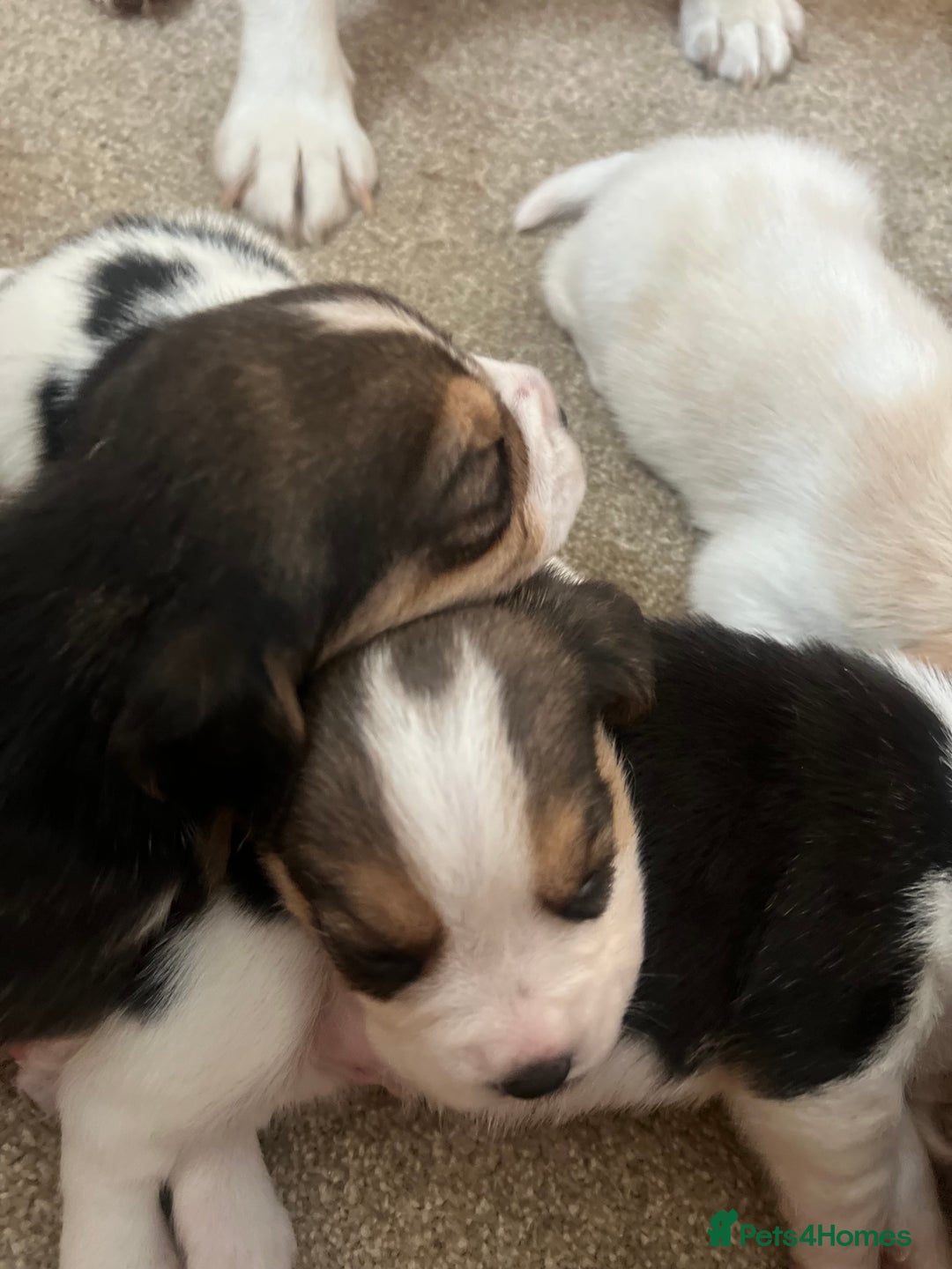 Beagle dogs for sale: KC reg,,, Charterwood//dyalyn  beagles - Image 7