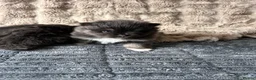 Pomeranian dogs for sale: Cute Pomeranians - Advert 7
