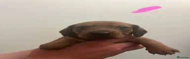 Dachshund 4