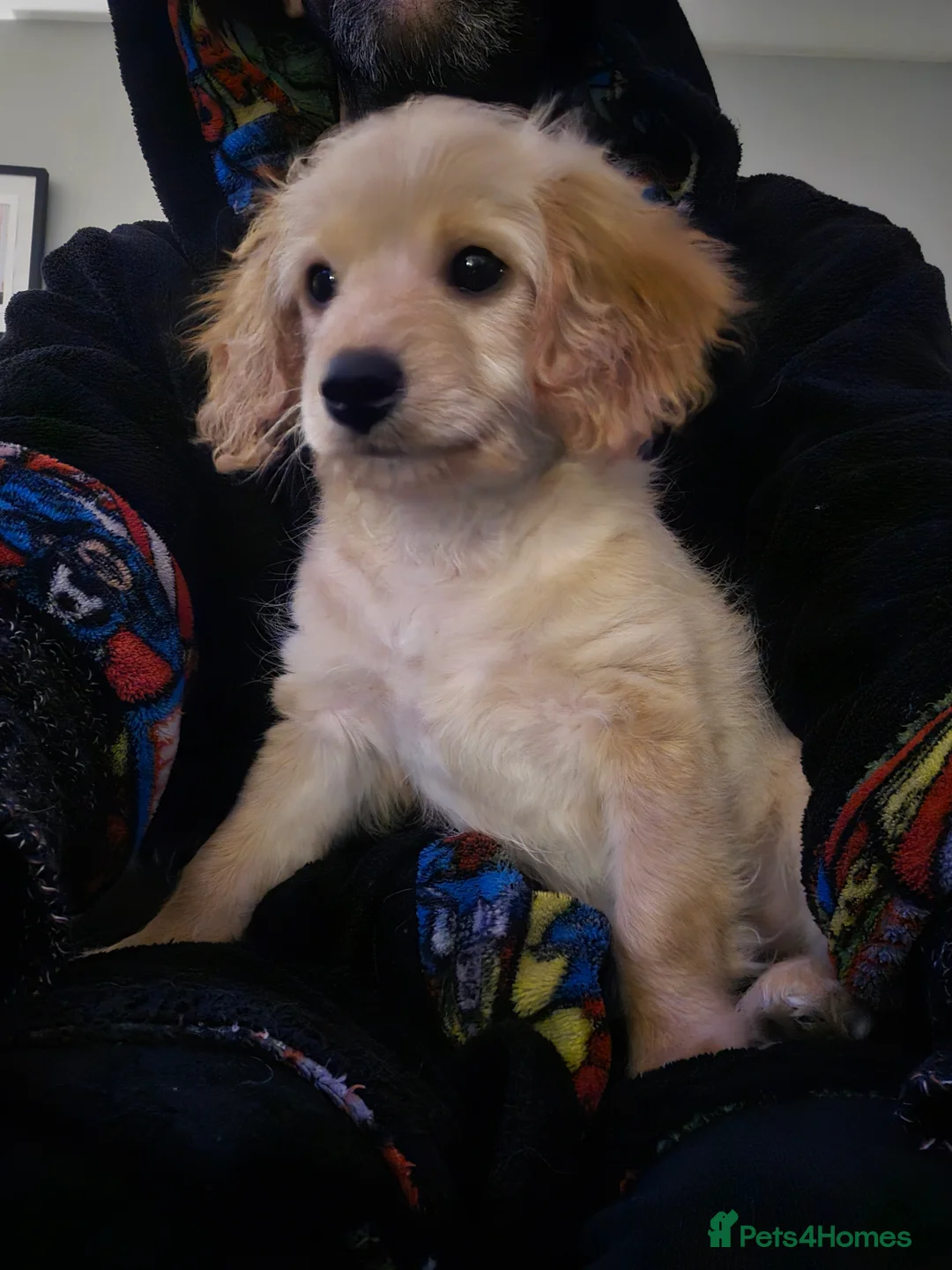 Cavapoo dogs for sale: 🐾Cavapoo: Litter Embark DNA Tested, Sire KC Reg🐾 - Advert 11