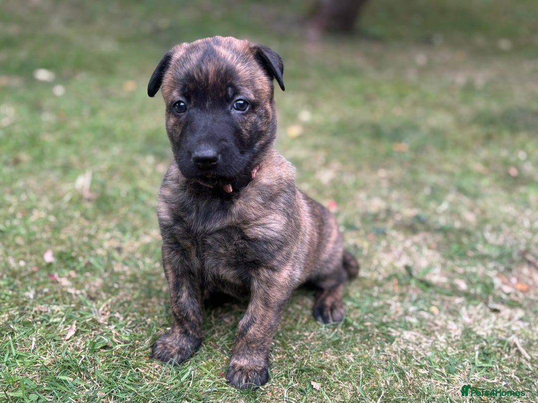 Belgian Shepherd Dog dogs for sale: Dutch herder puppies  - Image 10