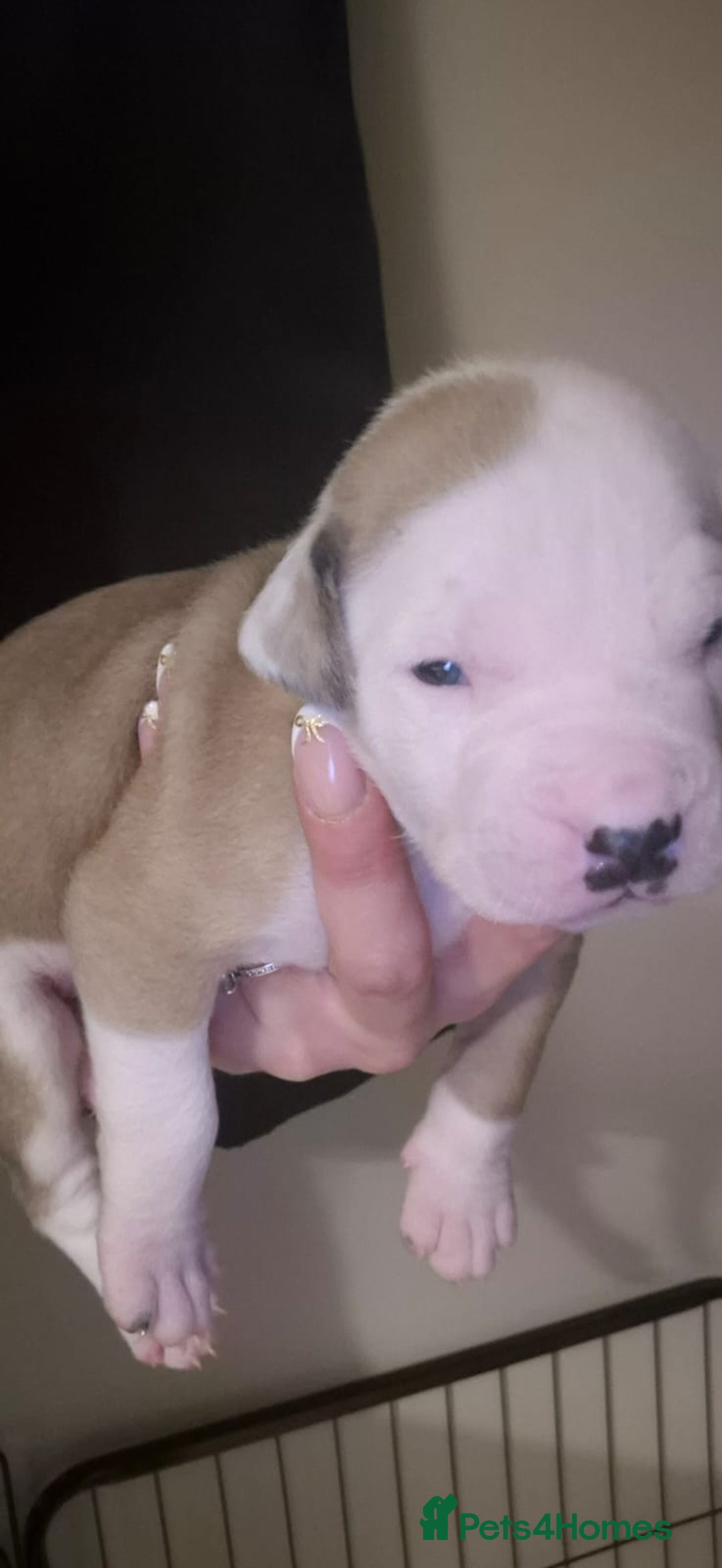 American Bulldog dogs for sale: AMERICAN BULLDOGS PURE BREEDS  - Advert 12